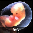 怀孕死胎症状